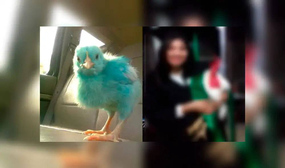 Facebook viral: joven se gradúa junto a su gallo a quien rescató cuando era un pollito pintado [FOTOS]
