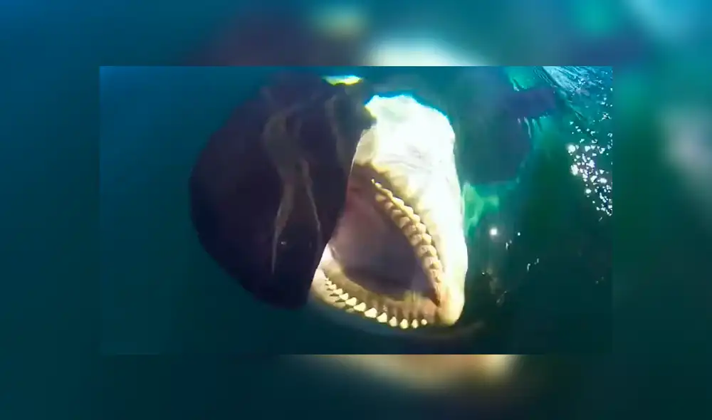 Facebook viral: recorren océano y se topan con misteriosa criatura que tiene increíble reacción al verlos Facebook viral: recorren océano y se topan con misteriosa criatura que tiene increíble reacción al verlos