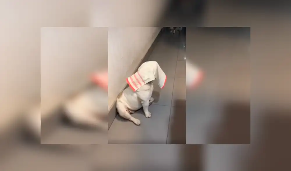 Desliza las imágenes hacia la izquierda para apreciar la reacción de un travieso perro cuando juega con su dueña. Desliza las imágenes hacia la izquierda para apreciar la reacción de un travieso perro cuando juega con su dueña.