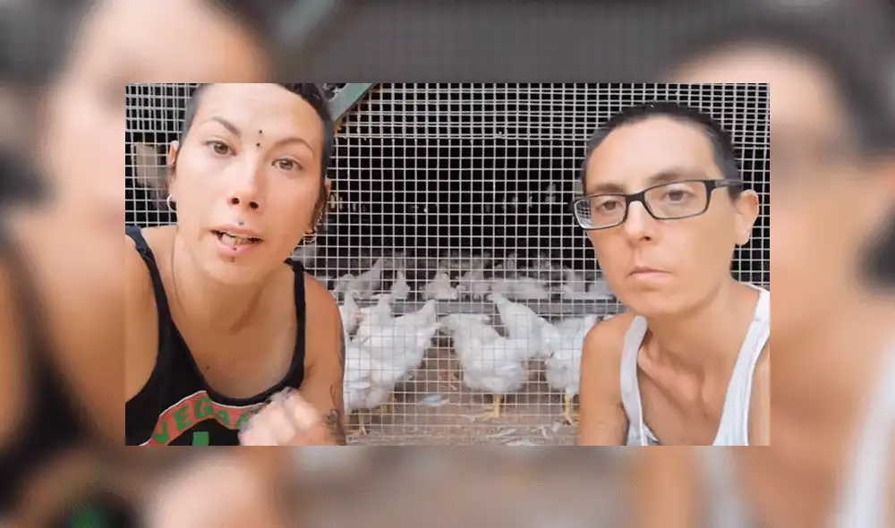 Colectivo vegano es criticado por separar gallinas de gallos para que no se reproduzcan [VIDEO]