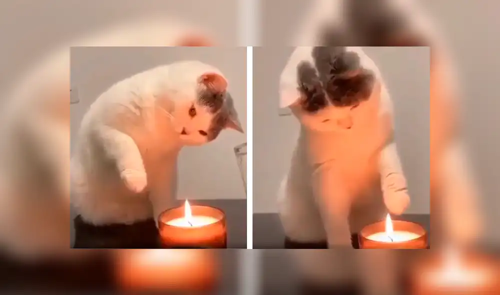 Desliza las imágenes hacia la izquierda para apreciar la destreza de un gato para apagar una vela con su pata. Foto: Captura. Desliza las imágenes hacia la izquierda para apreciar la destreza de un gato para apagar una vela con su pata. Foto: Captura.