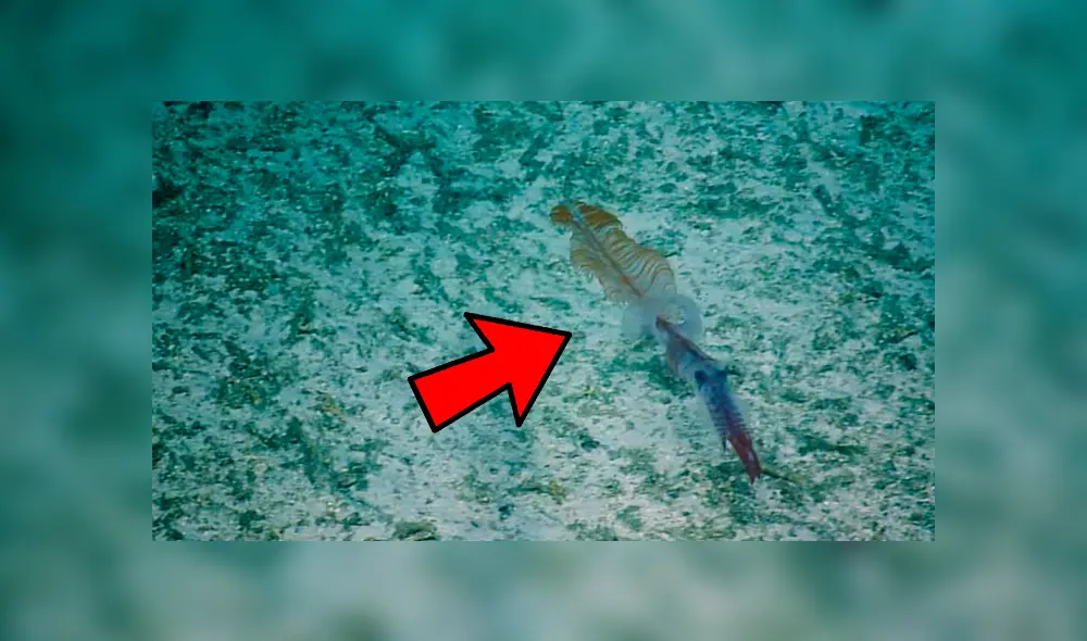 Científicos captaron el impactante momento en que la extraña criatura marina cambia su apariencia para protegerse desde el fondo del mar Científicos captaron el impactante momento en que la extraña criatura marina cambia su apariencia para protegerse desde el fondo del mar