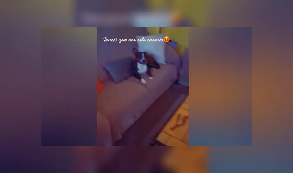 Desliza las imágenes para ver la curiosa reacción que tuvo un perro al escuchar su tema favorito de Ed Sheeran Foto: Rebeca Romero/TikTok Desliza las imágenes para ver la curiosa reacción que tuvo un perro al escuchar su tema favorito de Ed Sheeran Foto: Rebeca Romero/TikTok