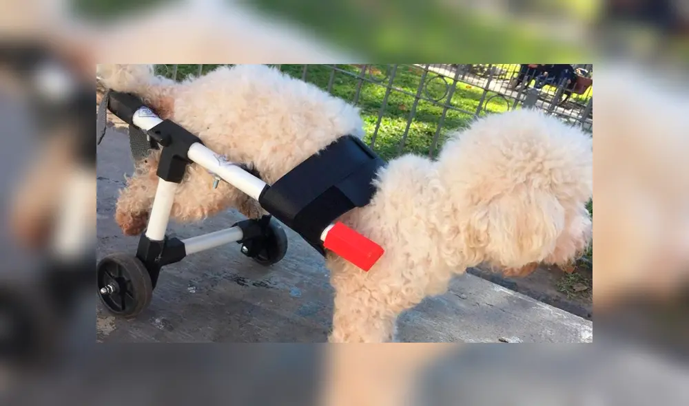 Los perritos lucen recuperados y pueden caminar. Foto: Twitter. Los perritos lucen recuperados y pueden caminar. Foto: Twitter.