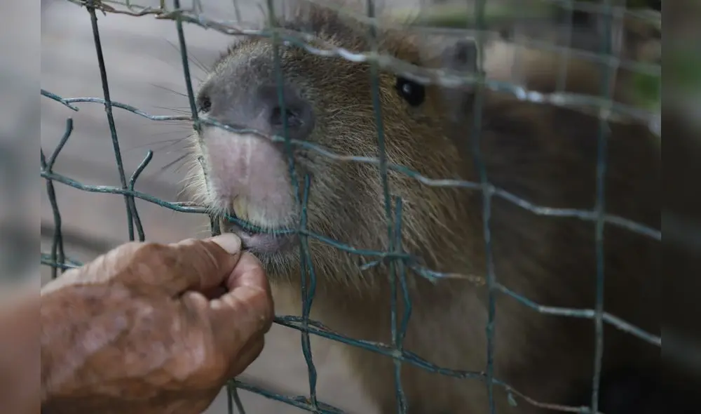Conoce el Parque Natural de Pucallpa, un zoológico en medio de la selva [FOTOS]