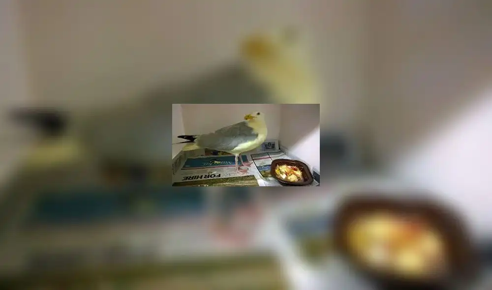 Gaviota en curry Gaviota en curry