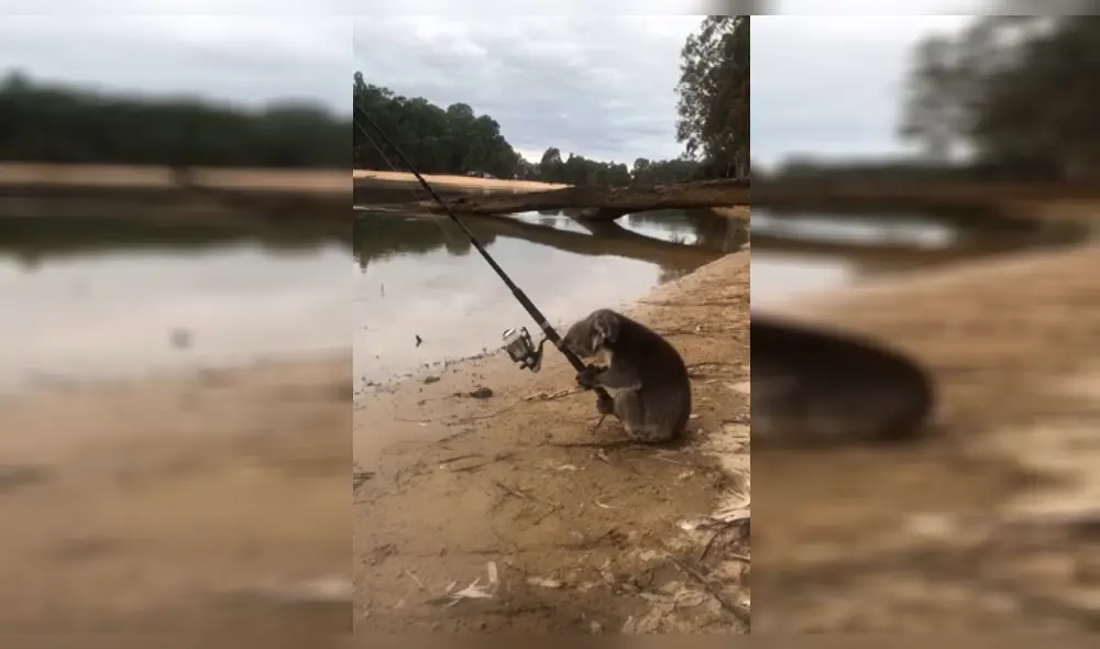 Youtube: captan a un koala ‘pescando’ en un río de Australia [VIDEO]