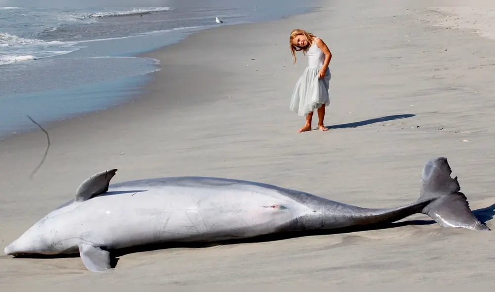 El perro se acercó inmediatamente al delfín para intentar socorrerlo. Foto: G.N. Miller El perro se acercó inmediatamente al delfín para intentar socorrerlo. Foto: G.N. Miller