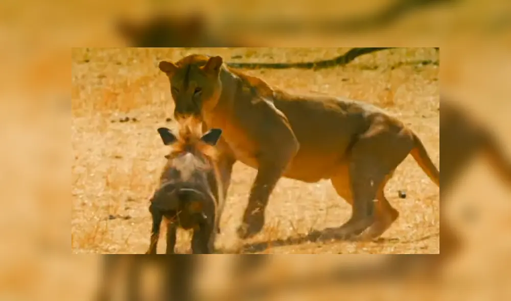 La feroz leona no imaginó que el pequeño cerdo salvaje reaccionara así. Foto: captura