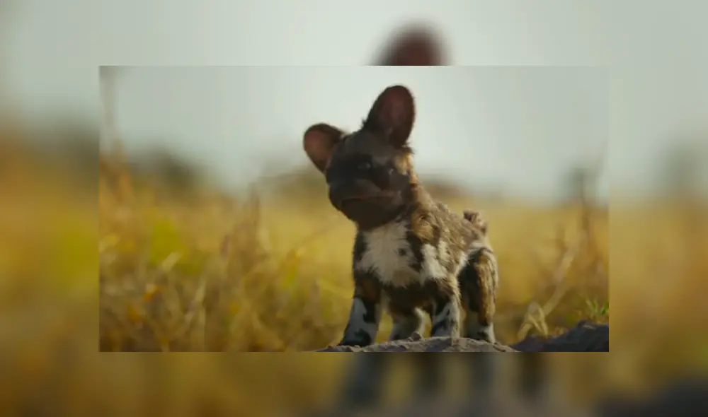 Desliza hacia la izquierda para ver las imágenes del viral de YouTube.