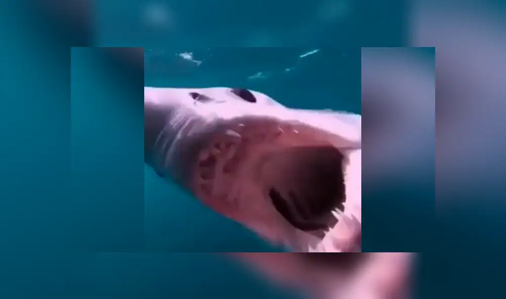 YouTube viral: buceadora ingresa al fondo del mar y se encuentra con enorme 'criatura aterradora' [VIDEO]