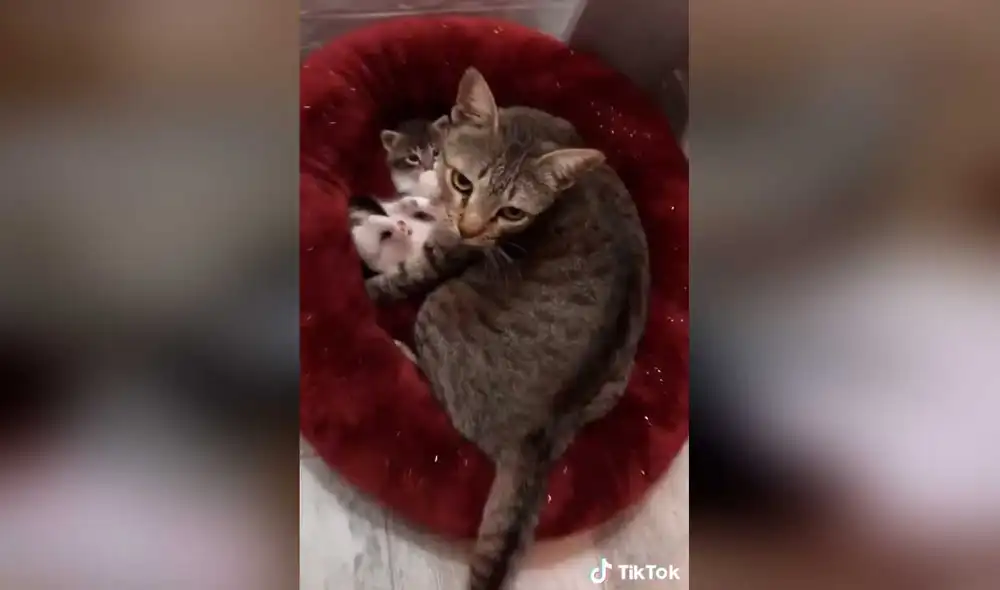 Desliza las imágenes para conocer un poco más de esta gatita que fue rescatada junto con sus bebés cuando más lo necesitaba. Foto: captura de TikTok/nico.the.wolf