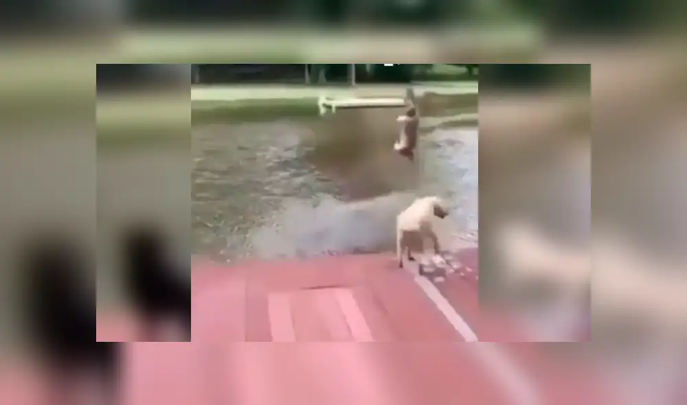 Facebook viral: Perros ven en peligro a su dueño y hacen lo imposible para salvarlo [VIDEO]