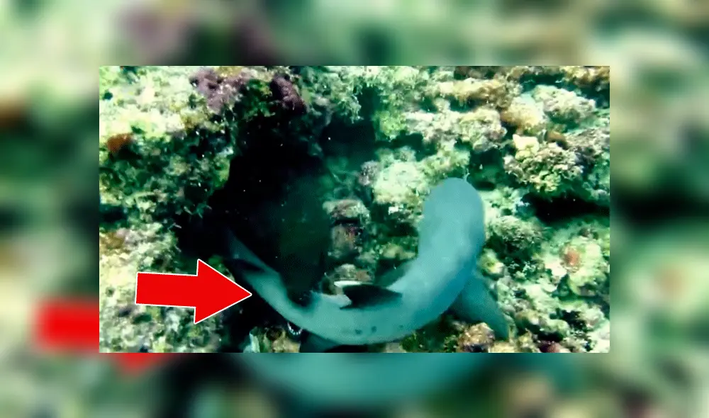 YouTube viral: enorme anguila eléctrica ataca a tiburón e intenta comérselo a toda costa [VIDEO] 