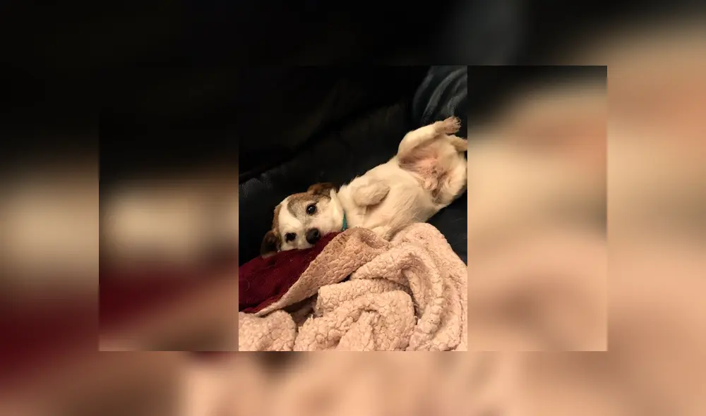 Desliza las imágenes hacia la izquierda para apreciar la tierna acción de un perro al no separarse de su plato. Foto: Animales Queridos.