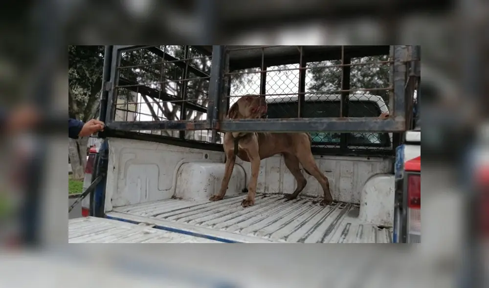 La mascota fue rescatada del maltrato que sufría de su propia dueña.