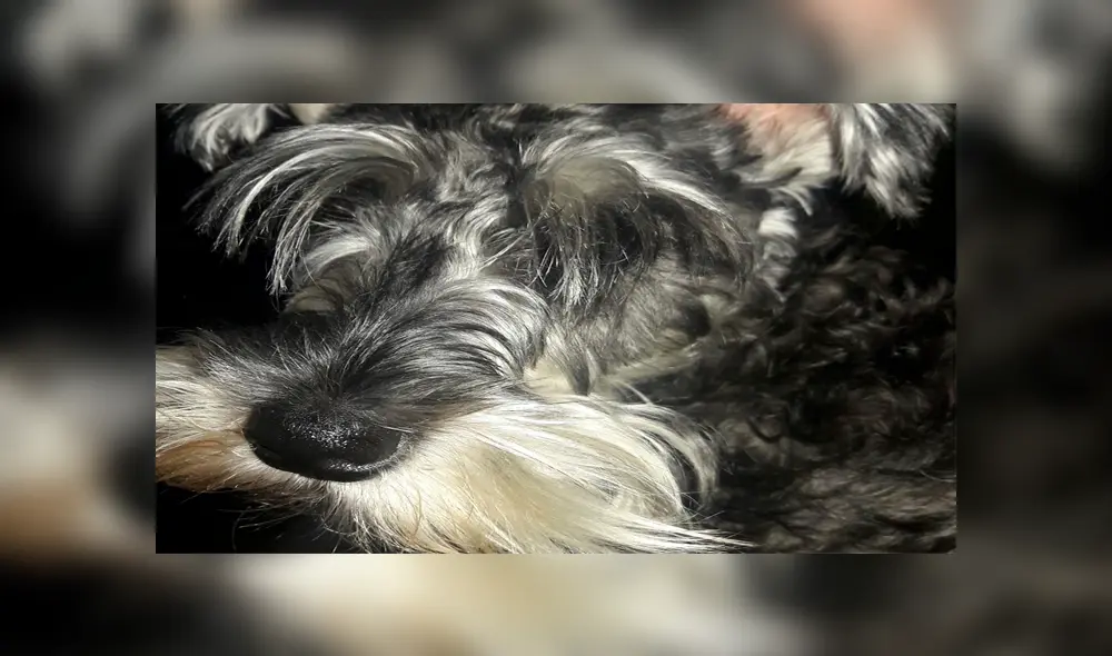 Pirotécnicos Pirotécnicos