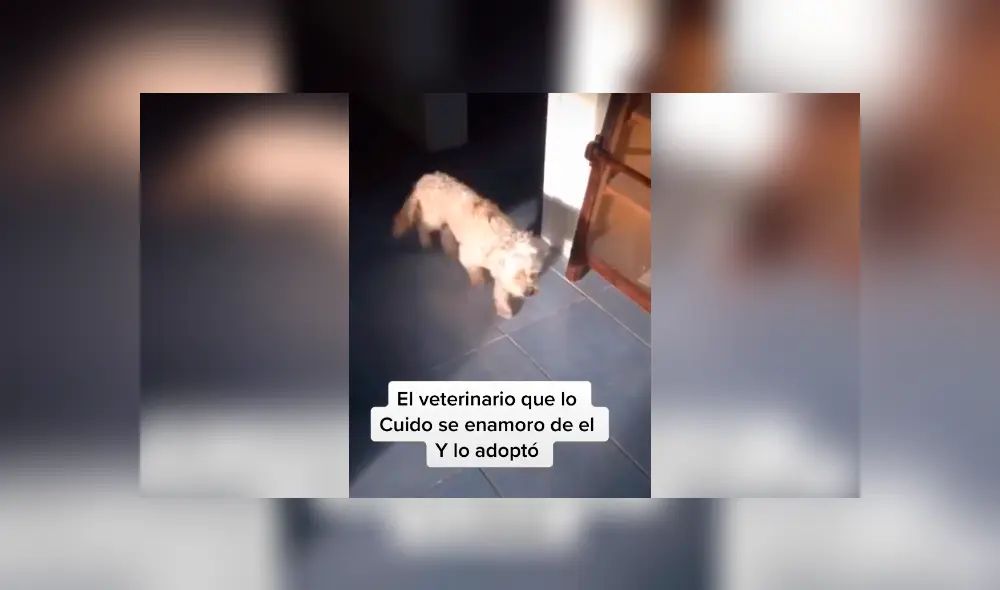 Desliza las imágenes para conocer la conmovedora historia de un perro que recibió ayuda tras ser atropellado. Fotocaptura: Facebook. Desliza las imágenes para conocer la conmovedora historia de un perro que recibió ayuda tras ser atropellado. Fotocaptura: Facebook.