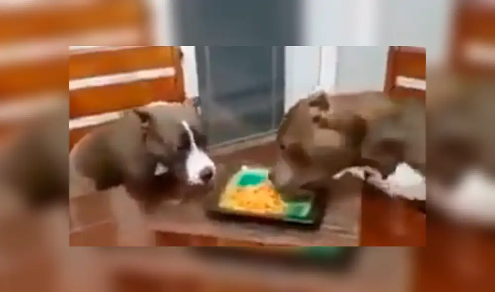 Facebook viral: Dejó su plato de comida en la mesa y sus perros hicieron esto con ella [VIDEO]