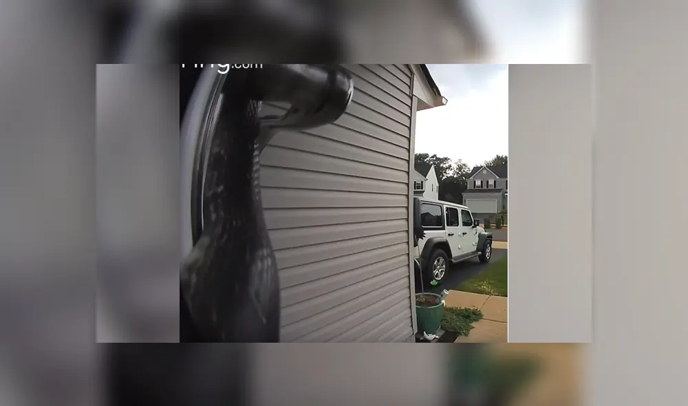 Letal serpiente ingresa a casa de mujer de Estados Unidos.