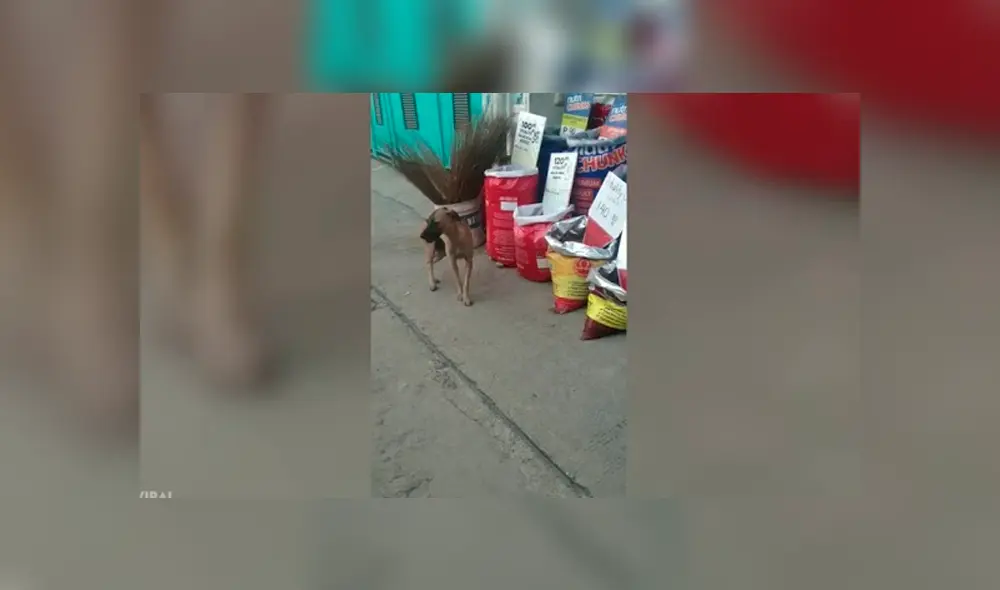 Desliza las imágenes para ver la curiosa escena que protagonizó este perrito que robó comida para sobrevivir. Fotocaptura: Viral Press/YT Desliza las imágenes para ver la curiosa escena que protagonizó este perrito que robó comida para sobrevivir. Fotocaptura: Viral Press/YT