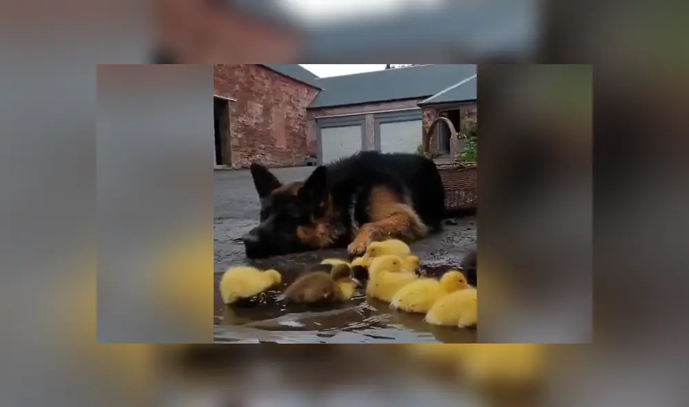 El can vio a los pequeños patos solos en la calle y ser acercó tiernamente a cuidarlos. Foto: Facebook