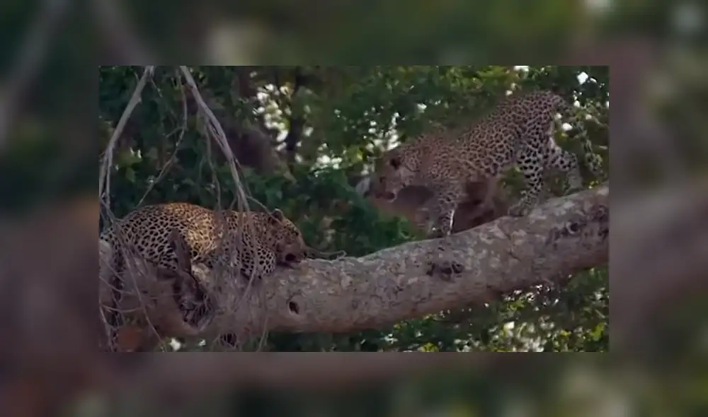 YouTube viral: Pareja de leopardos juega sobre un árbol y el video es tendencia