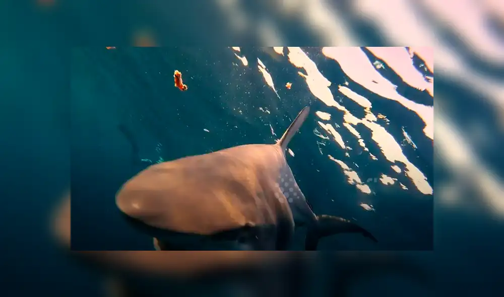 Desliza hacia la izquierda para ver el encuentro de un buzo con hambrientos tiburones. Video es viral en Facebook.