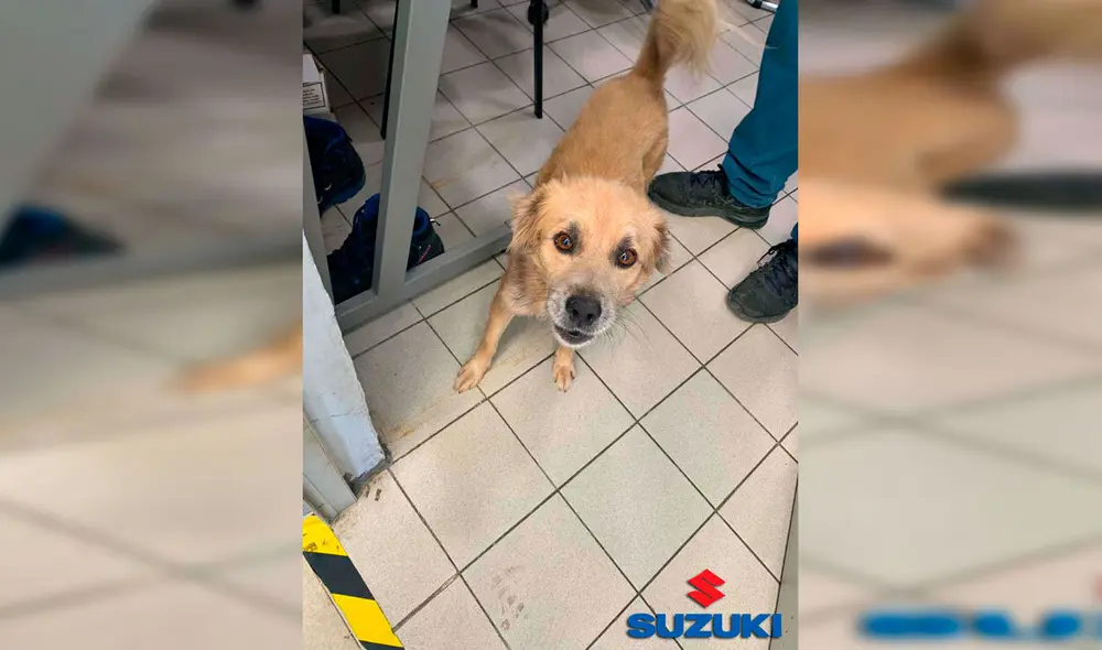 Desliza las imágenes hacia la izquierda para conocer la historia de un perro callejero bautizado como ‘El Firus’. Foto: Suzuki Kabah Cancún.