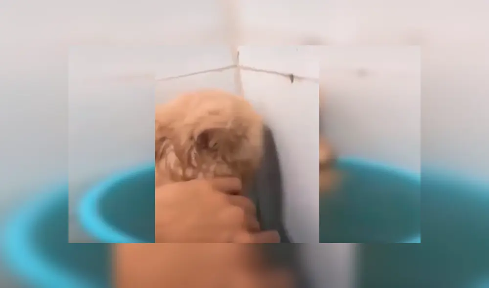 En Facebook, un gato mostró su molestia cuando su dueño le dio un baño y trató de ignorarlo de la peor manera. En Facebook, un gato mostró su molestia cuando su dueño le dio un baño y trató de ignorarlo de la peor manera.