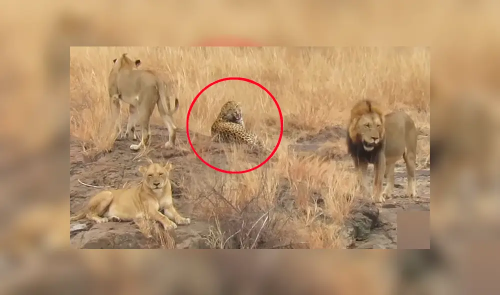Leones rodean a leopardo para matarlo y el impensado final sorprendente a todos [VIDEO]