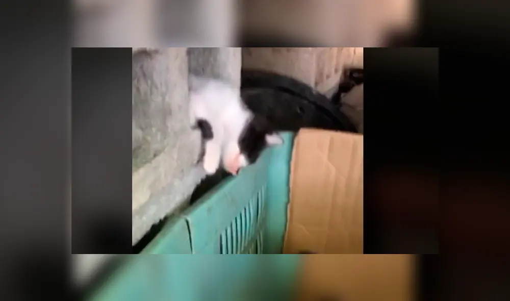 Desliza la imagen de YouTube para verlas todas. Desliza la imagen de YouTube para verlas todas.