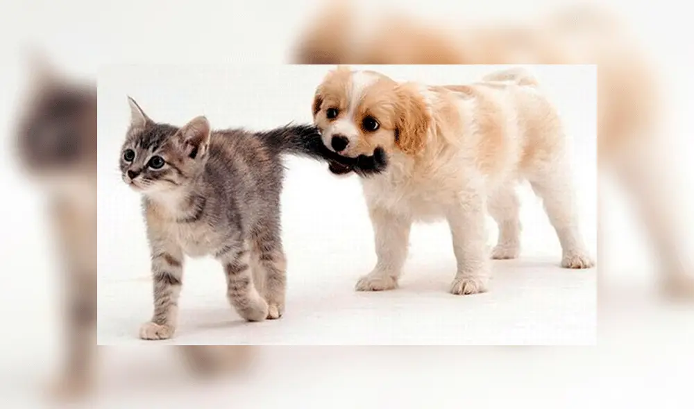 Perros y gatos: ¿cuál de las dos mascotas es la más fiel?