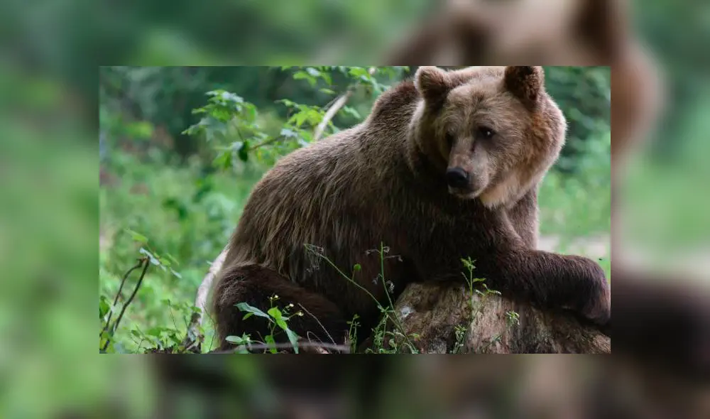 Facebook: feroz oso se lanza sobre un príncipe árabe y deja asombrado a miles de usuarios [VIDEO]
