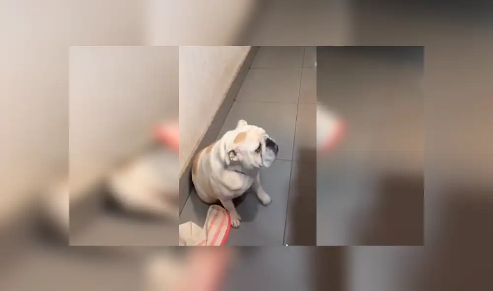 Desliza las imágenes hacia la izquierda para apreciar la reacción de un travieso perro cuando juega con su dueña. Desliza las imágenes hacia la izquierda para apreciar la reacción de un travieso perro cuando juega con su dueña.
