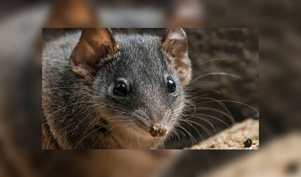 Son conocidos como los antequinos y habitan en los bosques de Australia y Tasmania. Foto: Dr. Andrew Baker Son conocidos como los antequinos y habitan en los bosques de Australia y Tasmania. Foto: Dr. Andrew Baker