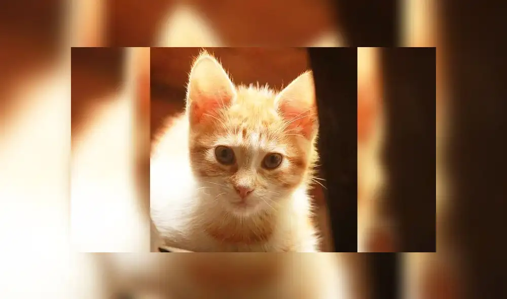 20 de febrero: Día internacional del gato, ¿por qué se celebra esta fecha? [FOTOS]