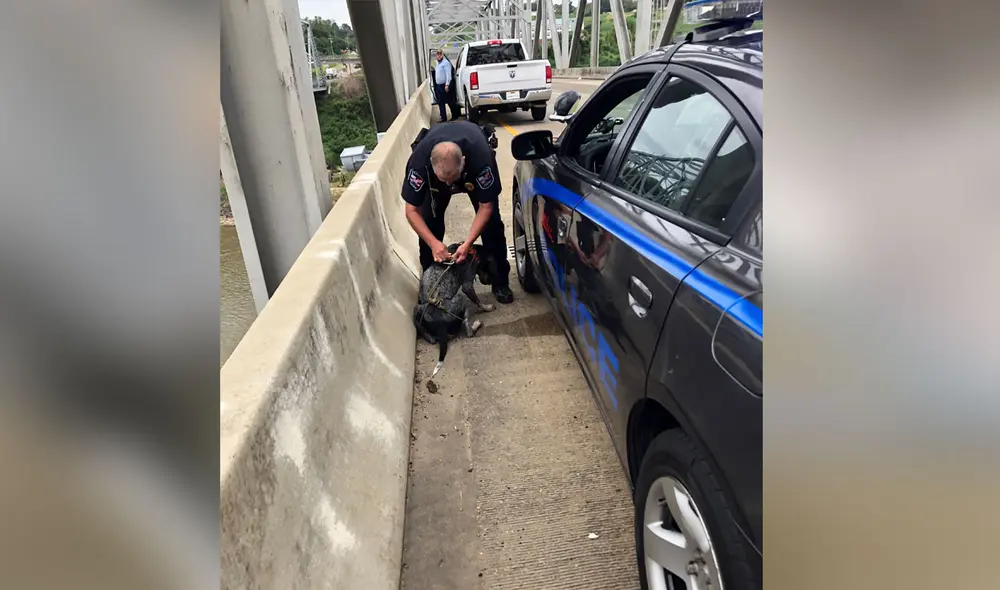 El hombre se topó con el indefenso can con ayuda de un policía lo sacó del lugar. Foto: Stantec / Twitter