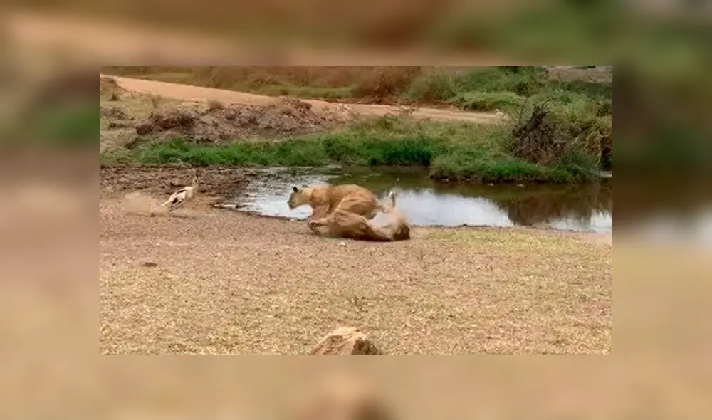 Desliza hacia la izquierda para ver el momento en que la leona ataca  gacela, escena que es viral en YouTube.
