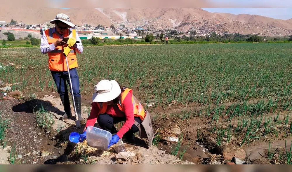Detectan plomo y arsénico en vegetales consumidos en Arequipa.