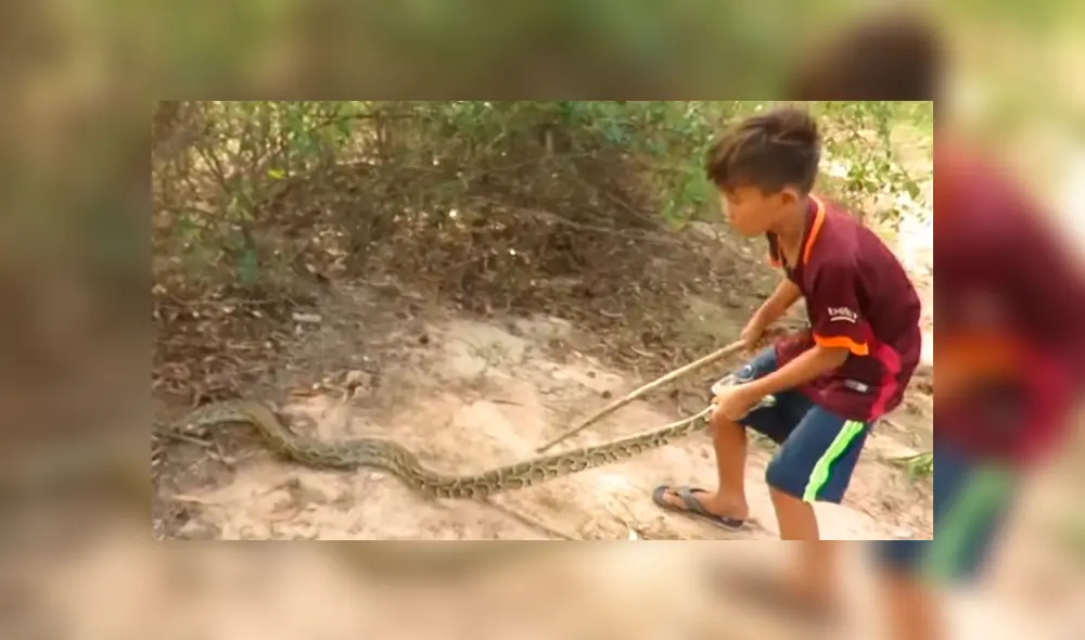 YouTube viral: enorme serpiente intenta devorar a gallo y arriesgado niño aparece para salvarlo [VIDEO]