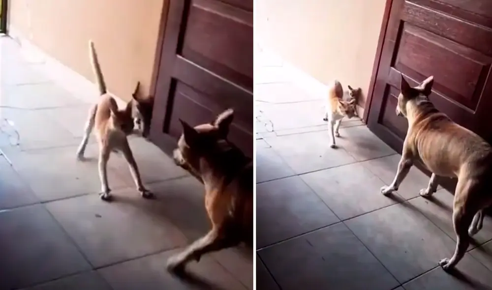 Pese a ello, el can se acercó aún más y recibió una gran lección. Foto: zullirethquintero / TikTok