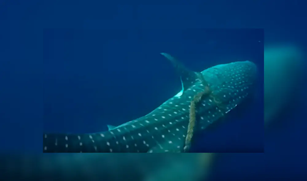 Desliza hacia la izquierda para ver el conmovedor rescate del video viral de Facebook.