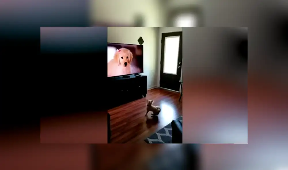 Desliza las imágenes para observar la emotiva reacción de un perro al notar a otros animales en la televisión. Desliza las imágenes para observar la emotiva reacción de un perro al notar a otros animales en la televisión.