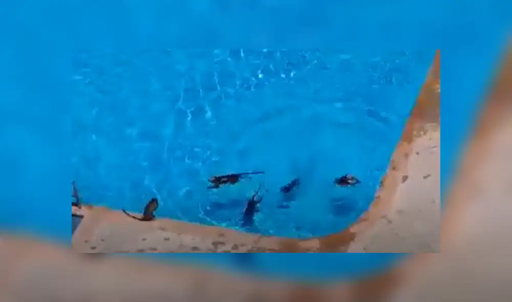 Video es viral en TikTok. Dueños de una residencia en India se percataron de la insólita escena y no dudaron en grabarla para compartirla en redes.