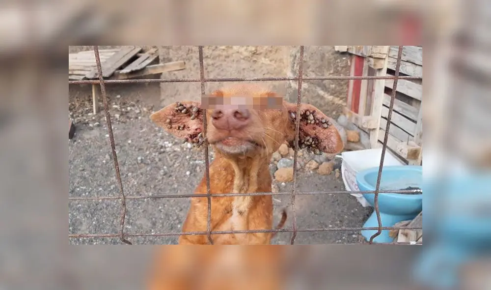 Perros son abandonados en una cueva sin comida y llenos de garrapatas [FOTOS]