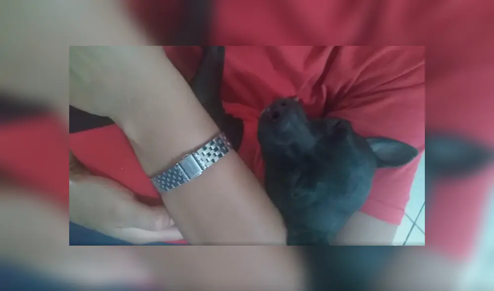 Desliza las imágenes para observar la acción de un perro bebé al escuchar a su dueña interpretar su canción favorita. Foto: Captura. Desliza las imágenes para observar la acción de un perro bebé al escuchar a su dueña interpretar su canción favorita. Foto: Captura.