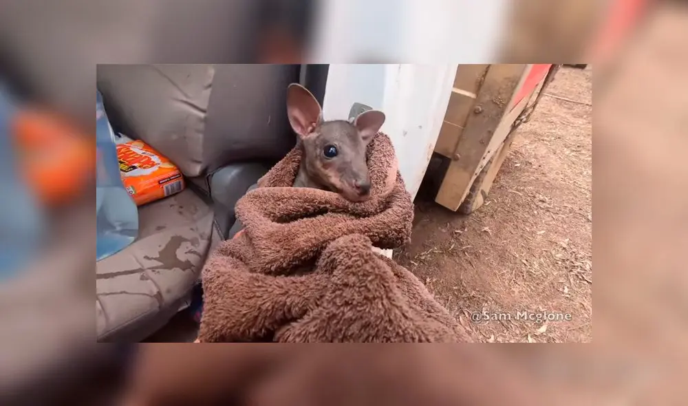Cría de canguro es rescatada por voluntario Sam McGlone y video se vuelve viral. Foto: Captura Cría de canguro es rescatada por voluntario Sam McGlone y video se vuelve viral. Foto: Captura