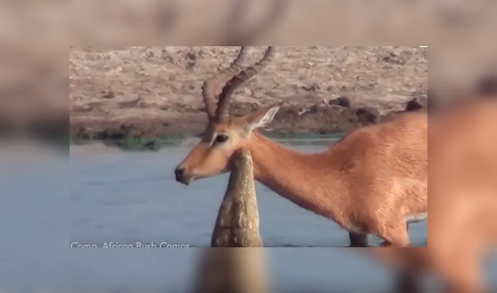 El joven cocodrilo muerde el cuello del impala, pero no tiene la suficiente fuerza para ahogarlo. Foto: captura