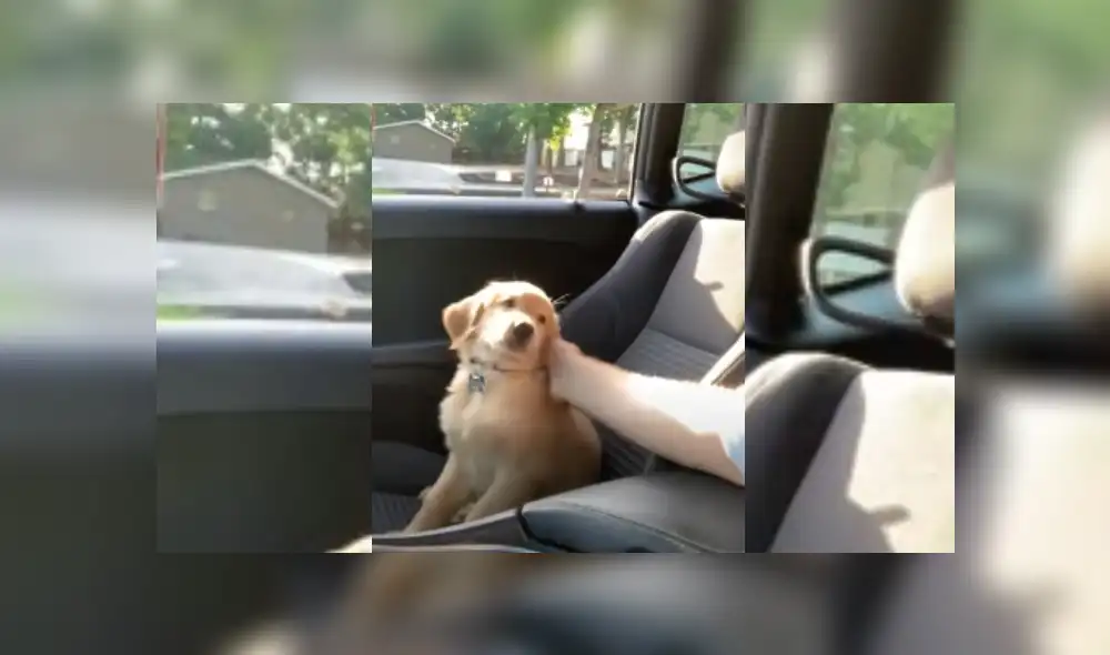 Video es viral en TikTok. Hombre grabó el peculiar comportamiento que tuvo su perro para llamar su atención y evitar que deje de acariciarlo. Fotocaptura: YouTube Video es viral en TikTok. Hombre grabó el peculiar comportamiento que tuvo su perro para llamar su atención y evitar que deje de acariciarlo. Fotocaptura: YouTube